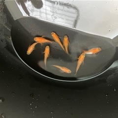 メダカ（紅帝半ダルマ）2ペアの画像