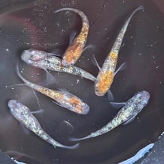 孫心めだか　三色ラメ無選別6匹
の画像