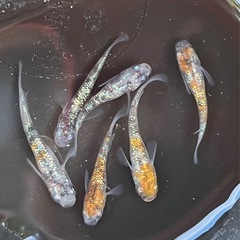 孫心めだか　三色ラメ無選別6匹
の画像