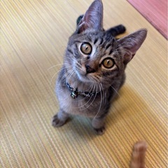 🐈託された命✨はち君里親様募集します🐈