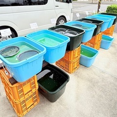【メダカの寄り道】現在は通常販売となっております！の画像