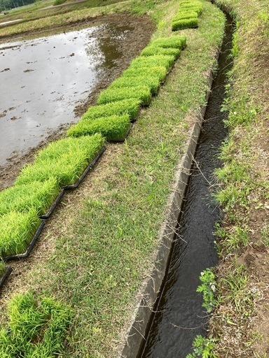 2025年コシヒカリ有機米白米10kg