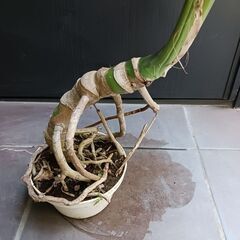 6500円　3　モンステラ　5号　幹立ち　観葉植物の画像