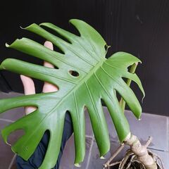 6500円　3　モンステラ　5号　幹立ち　観葉植物の画像