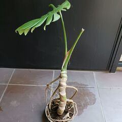6500円　3　モンステラ　5号　幹立ち　観葉植物の画像