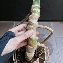 6500円　3　モンステラ　5号　幹立ち　観葉植物の画像