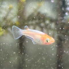 メダカ販売の画像