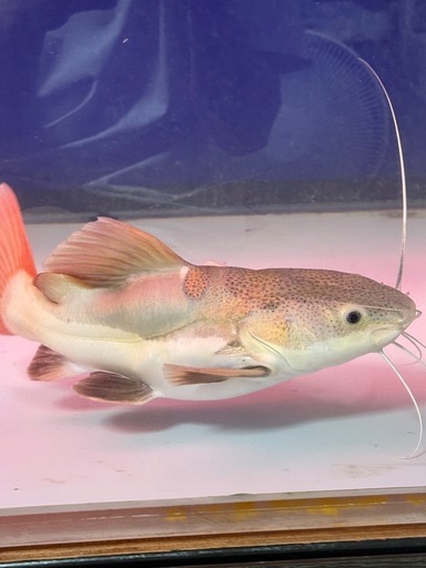 交渉
中レッドテールショート 個体