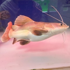 熱帯魚
レッドテールショート 個体の画像