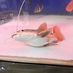 熱帯魚
レッドテールショート 個体の画像