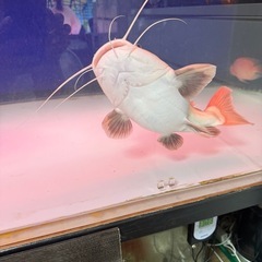 熱帯魚
レッドテールショート 個体の画像