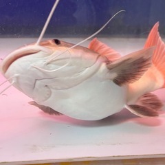 熱帯魚
レッドテールショート 個体の画像