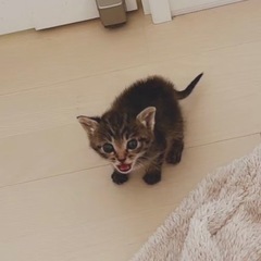 きょうだいでお願いします。