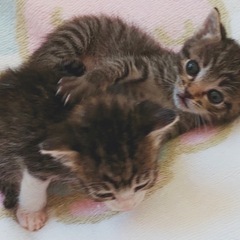 きょうだいでお願いします。 - 猫