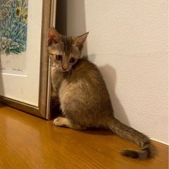 【お話し中】優しいお顔の麦わらの女の子😼