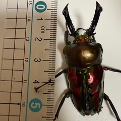 大型ニジイロクワガタ56mm前後♂羽パカの画像