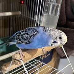 セキセイインコ メス