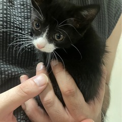 3ヶ月くらいの子猫ちゃん🐱