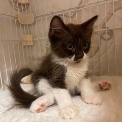多頭飼育場所からレスキュー😊何❓何⁉️後ろ足😅可愛いすぎる…