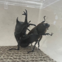 【幼虫】ポリトゥスツヤカブト　の画像