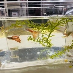 早い者勝ち！熱帯魚！グッピー！一式セット！　の画像