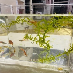 早い者勝ち！熱帯魚！グッピー！一式セット！　の画像