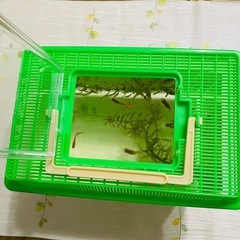 早い者勝ち！熱帯魚！グッピー！一式セット！　の画像