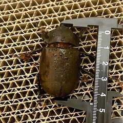 【幼虫】アトラスオオカブトの画像