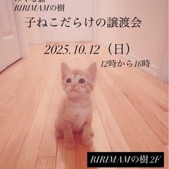💐🐈猫さんの譲渡会🐈‍⬛💐