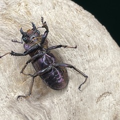 メタリフェルホソアカクワガタ（亜種フィナエ
）の画像