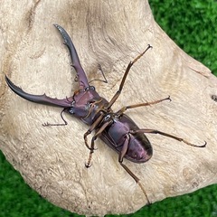 メタリフェルホソアカクワガタ（亜種フィナエ
）の画像