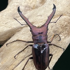 メタリフェルホソアカクワガタ（亜種フィナエ
）の画像