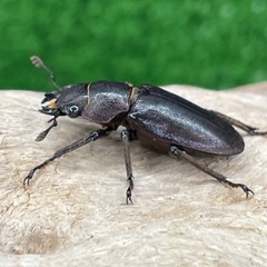 メタリフェルホソアカクワガタ（亜種フィナエ
）の画像