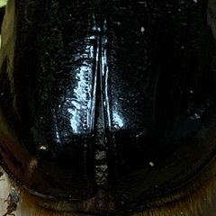 ネプチューンオオカブト♂♀ペア Aの画像