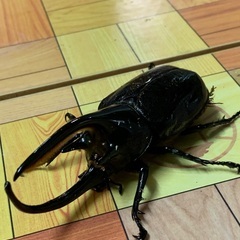 ネプチューンオオカブト♂♀ペア Aの画像