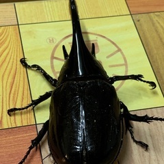 ネプチューンオオカブト♂♀ペア Aの画像