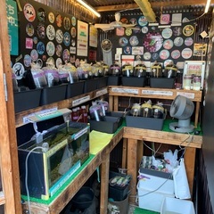 【五桜メダカ】 10月5日　横須賀めだか無人販売