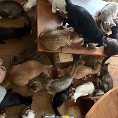 35匹以上の多頭飼育場所の猫たち、、、小さな命を幸せの道へ…