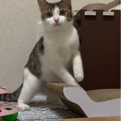 キジシロ♀避妊手術、ワクチン1回済み