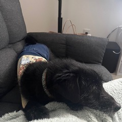 柴犬×トイプードル 男の子