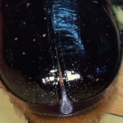 ネプチューンオオカブト♂♀ペア Bの画像