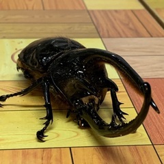 ネプチューンオオカブト♂♀ペア Bの画像
