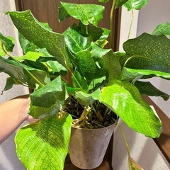 観葉植物　カラテア　ムサイカの画像