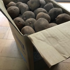 🥔じゃがいも🥔の画像