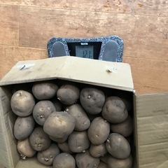 🥔じゃがいも🥔の画像