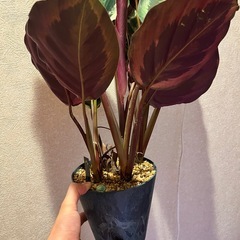 観葉植物　カラテア　シャインスターの画像