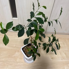 観葉植物　ガジュマルの画像