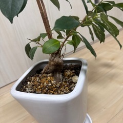 観葉植物　ガジュマルの画像