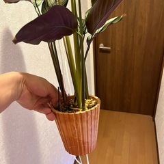 観葉植物　カラテア　ホワイトスターの画像