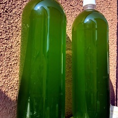 🟩メダカ飼育GREEN.WATER2,000mlメダカを成長させる為に‼︎長維持グリーンウォーターの画像